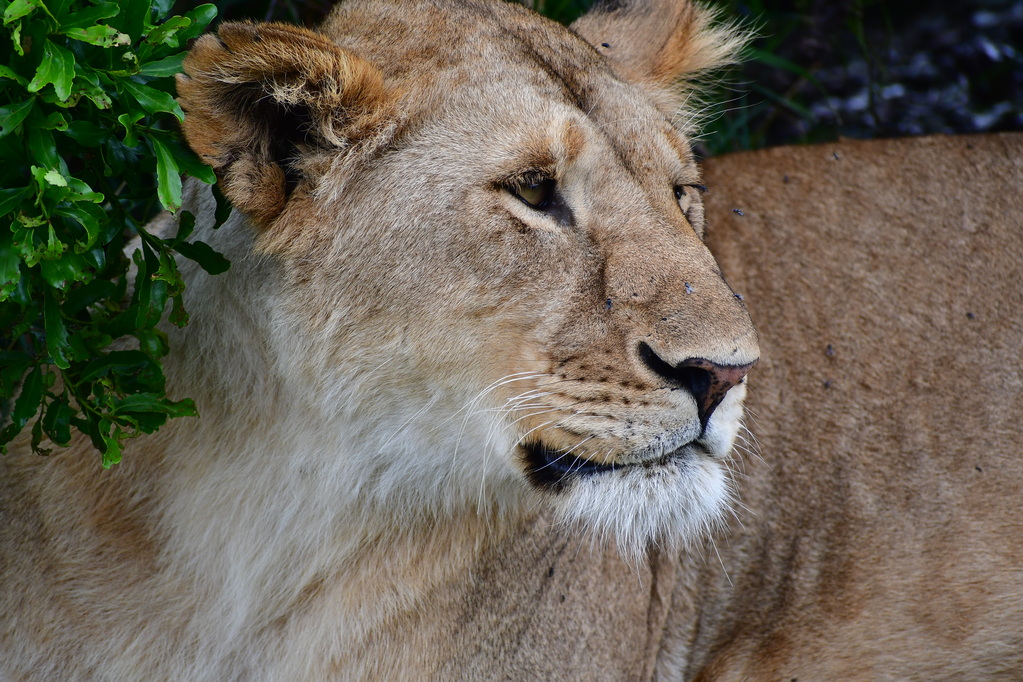 Masai Mara Nat. Reserve